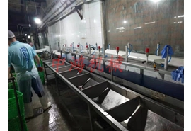 皮带式重量分选机